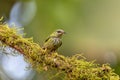 Bird Shining honeycreeper female, Cyanerpes lucidus. La Fortuna, Volcano Arenal, Costa Rica Wildlife Royalty Free Stock Photo