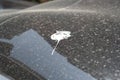 Bird Shit On the Car Roof