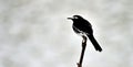 A bird shot from thekkady kerala at a black and white background