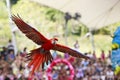 Bird Show at Jurong Bird Park, Singapore