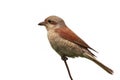 Bird Shrike sitting on a branch Royalty Free Stock Photo