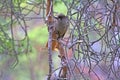 Bird Siberian Jay eats in mixture of dry pine forests. Royalty Free Stock Photo