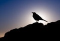 Bird silhouette