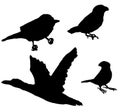 Birds silhouette