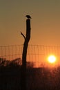 Bird silhouette on a fence post at Sunset Royalty Free Stock Photo