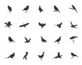 Bird silhouette, Flying bird silhouette, Bird silhouettes, Bird clipart, Bird vector set, Vector elements Royalty Free Stock Photo