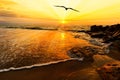 Bird Silhouette Flying Ocean Sunset Sun Rays