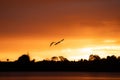 Bird in silhouette flying over land under Intense red sunrise over horizon