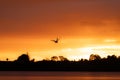 Bird in silhouette flying over land under Intense red sunrise over horizon