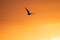 Bird in silhouette flying under Intense red sunrise