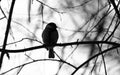 Bird silhouette Royalty Free Stock Photo
