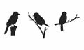 Bird silhouette icon symbol illustration vector set bundle asset template shadow, black, pultry, fly bird editable Royalty Free Stock Photo