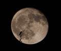 Bird Silhouette over the full moon at night Royalty Free Stock Photo