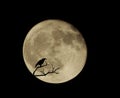 Bird Silhouette over the full moon at night Royalty Free Stock Photo