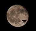 Bird Silhouette over the full moon at night Royalty Free Stock Photo