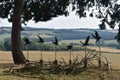 Bird silhouette sculpture at Wentworth Castle gardens, Barnsley South Yorkshie