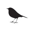 Bird silhouette sitting on the branch. Vector symbol Royalty Free Stock Photo