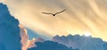 Bird Flying Sunset Clouds Inspiration Hope Banner Royalty Free Stock Photo