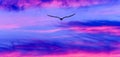 Bird Flying Sunset Inspiration Hope Royalty Free Stock Photo