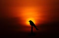 Bird silhouette