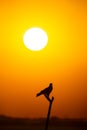 Bird silhouette in sunset. falcon bird perched on branch during golden hour winter light with scenic frame of nature beauty and