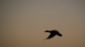 Bird silhouette sunset