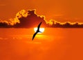 Bird Silhouette Sunset Royalty Free Stock Photo