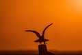 Bird Silhouette during sunset Royalty Free Stock Photo