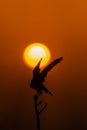 Bird Silhouette and Sunset Royalty Free Stock Photo