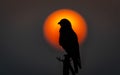 Bird Silhouette and Sunset Royalty Free Stock Photo