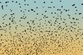 Bird silhouette swarm