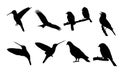 Bird silhouette vector art design. This is an editable t shirt design file. Royalty Free Stock Photo