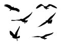 Bird silhouette vector set isolated on white background. Animal characteristics Royalty Free Stock Photo