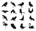 set of Vector Silhouette standing European Robin Stock Silhouettes Royalty Free Stock Photo