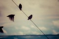 Bird Silhouettes Flying and Perched on a Wire