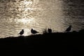 Bird silhouettes