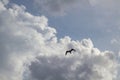 Bird sillhouette against sky Royalty Free Stock Photo