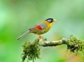 Bird (Silver-eared Mesia) , Thailand Royalty Free Stock Photo