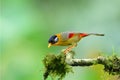 Bird (Silver-eared Mesia) , Thailand Royalty Free Stock Photo