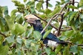 Bird, Silvery-cheeked Hornbill, Ethiopia wildlife