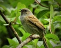 Bird singing in the forest Royalty Free Stock Photo