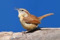 Bird Singing In Spring Royalty Free Stock Photo