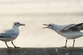 Bird singing to repel another one Royalty Free Stock Photo