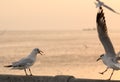 Bird singing to repel another one Royalty Free Stock Photo