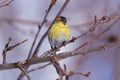 Bird - Siskin sitting on a branch of a wild apple tree in the forest in early spring on the background of branches Royalty Free Stock Photo