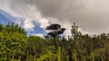 A bird sits on a barbed wire attached to a pole, and in the background a flowering forest and a sky with clouds Royalty Free Stock Photo