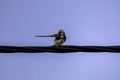 Low angle view of bird perching on cable against clear sky.