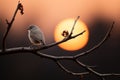 a bird sits on a branch in front of the sun