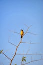 A bird sits on a branch of a tree and watches