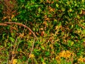 Bird sits on flower: American goldfinch bird sits on goldenrod wildflower Royalty Free Stock Photo